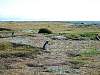 0267-Magellanic_penguins_1.jpg