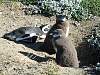 0273-Magellanic_penguins_3.jpg