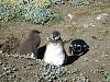 0275-Magellanic_penguins_4.jpg