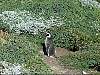 0276-Magellanic_penguins__AVI_1_.avi