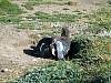 0278-Magellanic_penguins_5.jpg
