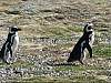0281-Magellanic_penguins__AVI_2_.avi