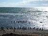 0288-Magellanic_penguins_6.jpg