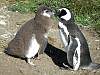 0294-Magellanic_penguins_7.jpg