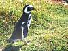 0301-Magellanic_penguins_8.jpg