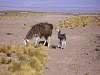 Llamas_1.jpg