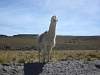 Llamas_2.jpg