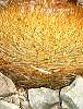 Stick_instect_on_cactus_at_Cerro_Pachon.jpg