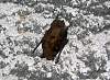 57A_dead_bat_still_clinging.jpg