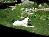 61Arctic_wolf_at_the_Intl_Wolf_Center.jpg