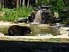 62Black_bear_at_the_Bear_Center_of_America_1.jpg
