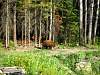 65Brown_bear_at_the_Bear_Center_of_America.jpg