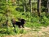 66Black_bear_at_the_Bear_Center_of_America_3.jpg