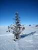 0579-The_locals__Xmas_tree__the_only__tree__to_be_seen_in_Antarctica__.jpg