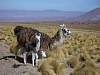 Llamas_4.jpg