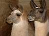 Llamas_at_Explora_stables.jpg