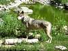 60Grey_wolf_at_the_Intl_Wolf_Center.jpg