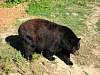 63Black_bear_at_the_Bear_Center_of_America_2.jpg