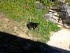 64Bear_cub_at_the_Bear_Center_of_America.jpg